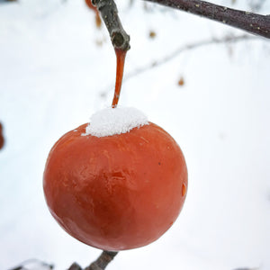 foodievores | beignes au cidre de glace | beignet